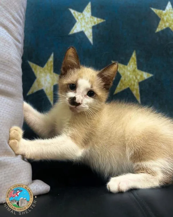 A young medium-sized male White Ragdoll cat named Eggo for adoption in Mobile, AL