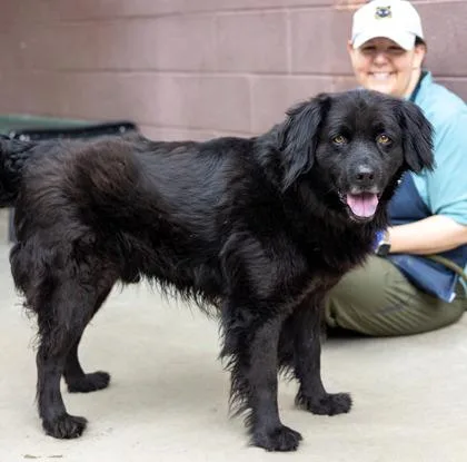 An adult large-sized male Mixed Breed dog named Abraham for adoption in Chamblee, GA