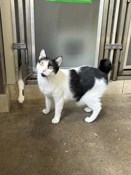 An adult small-sized female Domestic Short Hair cat named Usha for adoption in Honolulu, HI