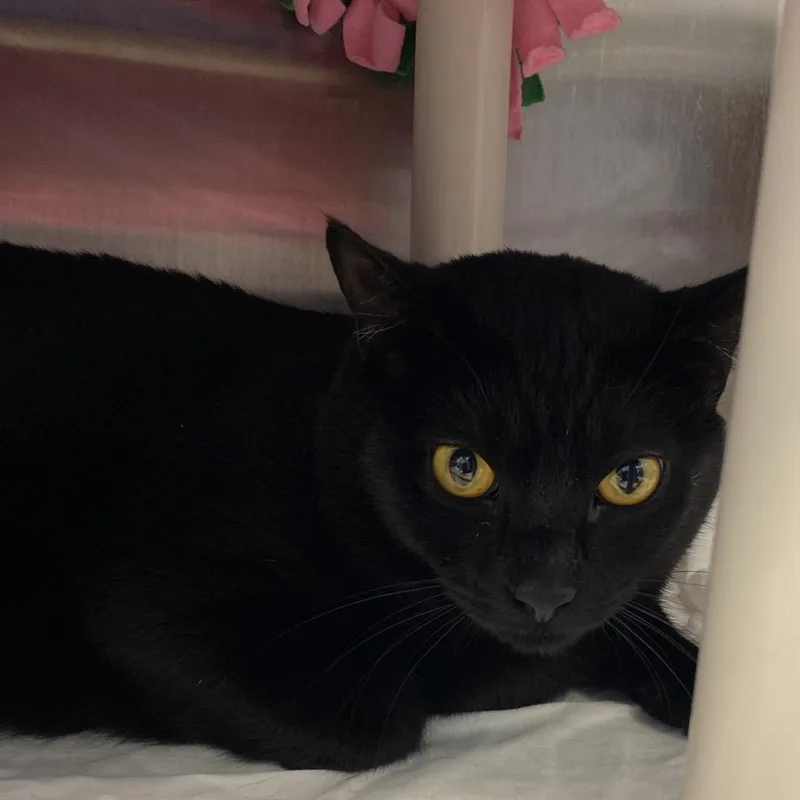 Tourmaline thumbnail 2