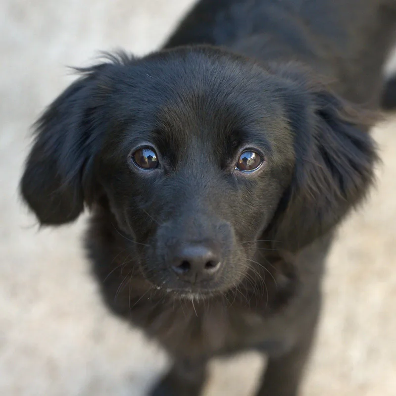 A baby small-sized male Black Aussiedoodle dog named Enzo for adoption in Hoquiam, WA