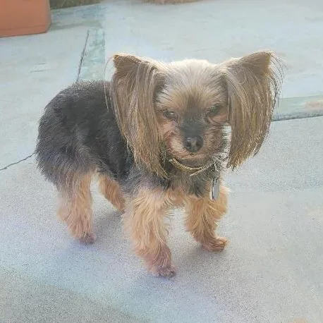 A senior small-sized female Yorkshire Terrier dog named Esme for adoption in Ramona, CA
