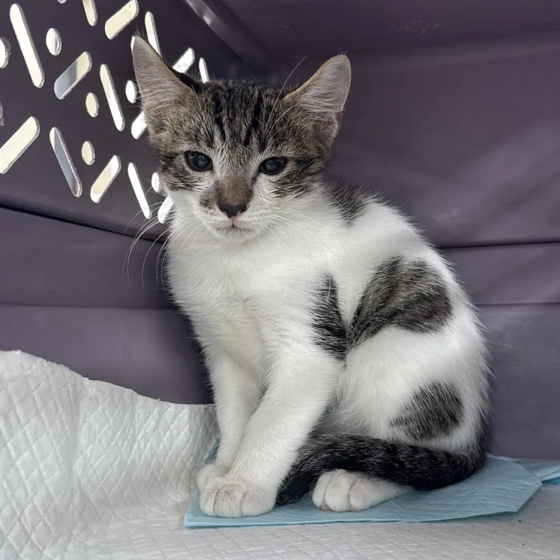 A baby small-sized male Brown / Chocolate Domestic Short Hair cat named Kristoff for adoption in Lauderhill, FL