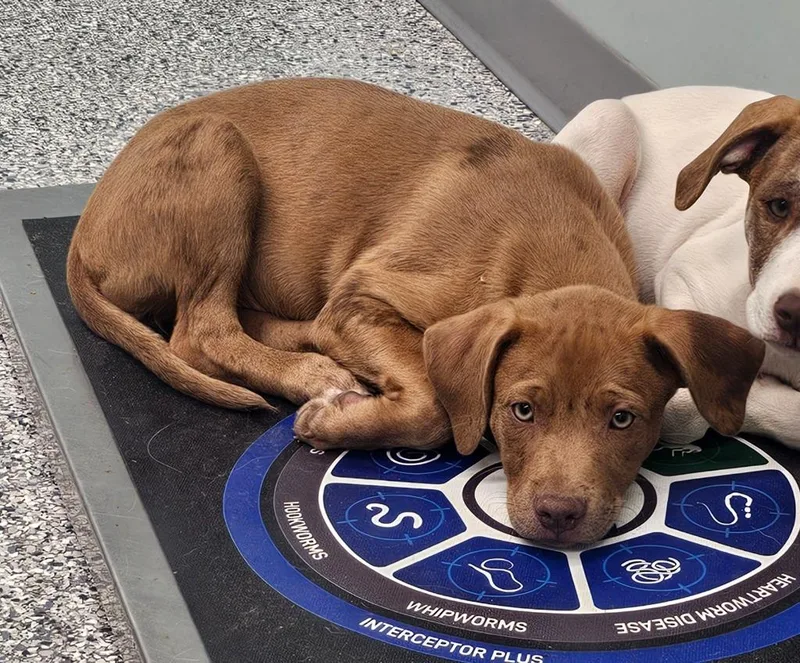 A baby small-sized female Terrier dog named Sporty Spice for adoption in Athens, TN