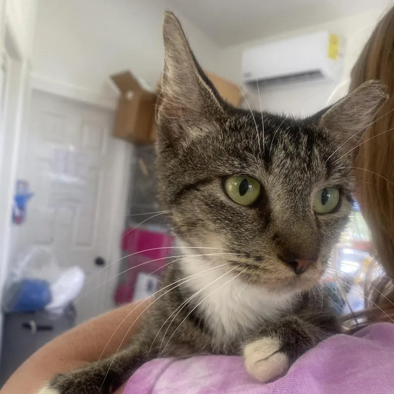 An adult medium-sized female Domestic Short Hair cat named Destiny for adoption in Chapel Hill, NC