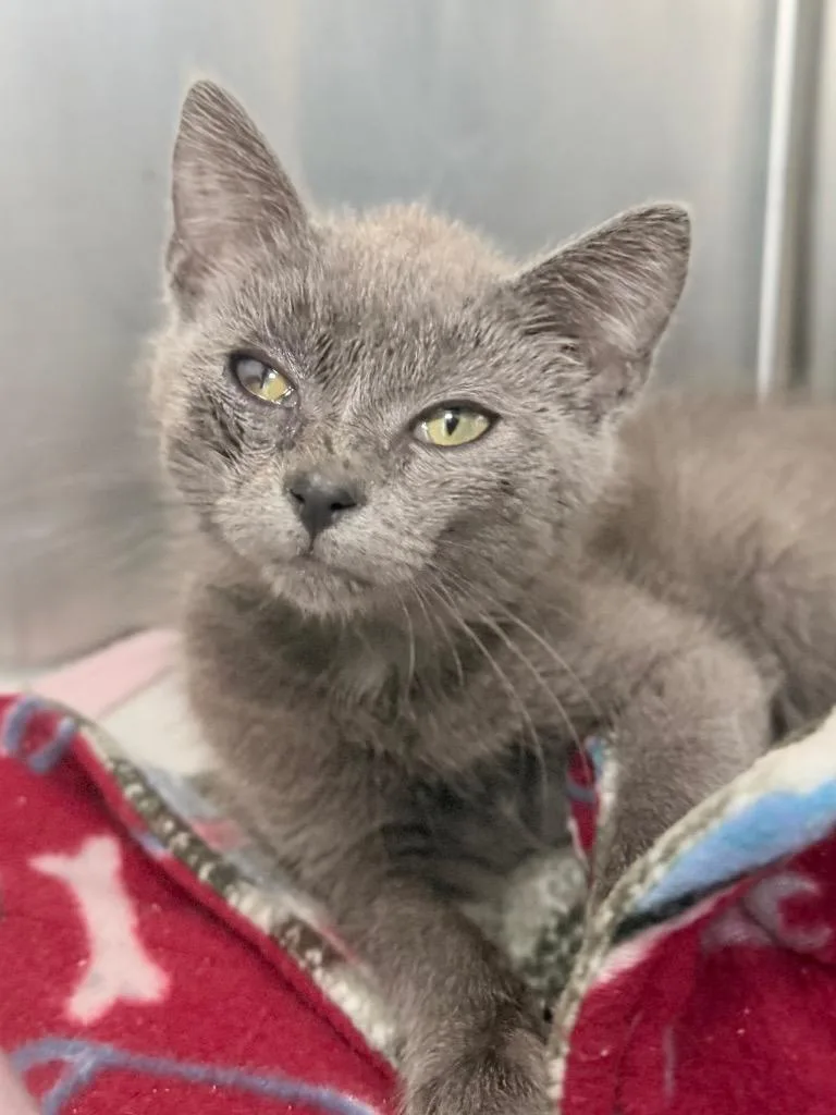 A baby medium-sized female Domestic Short Hair cat named Ayrshire for adoption in Menomonie, WI