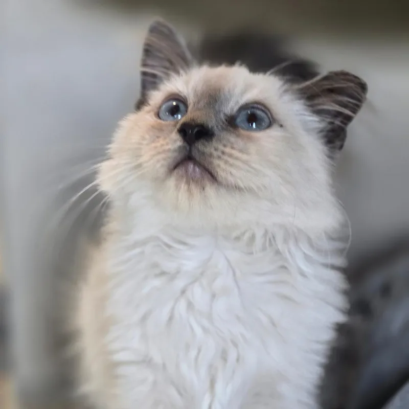 A baby small-sized male White Siamese cat named Jameson for adoption in Durango, CO