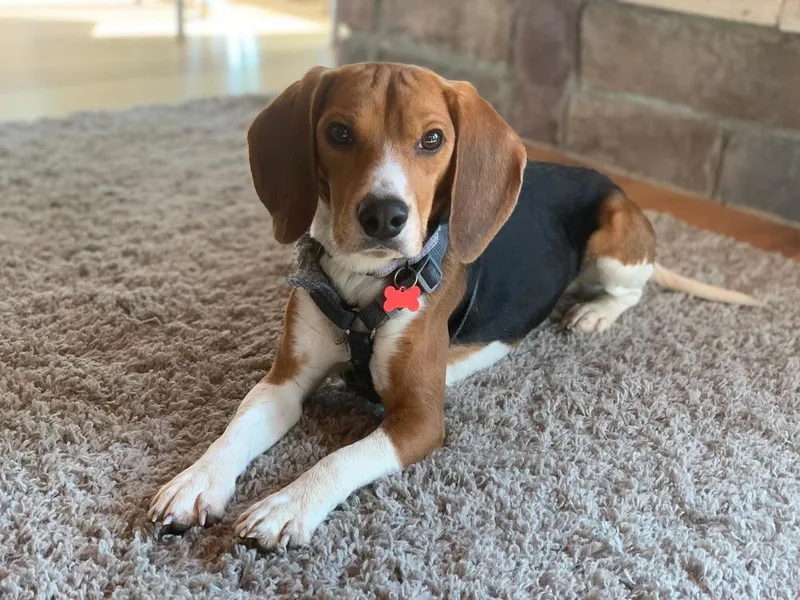 Otis