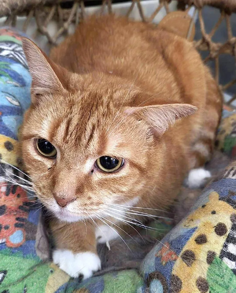 A senior medium-sized female Orange & White Domestic Short Hair cat named Genesis for adoption in Trenton, NJ