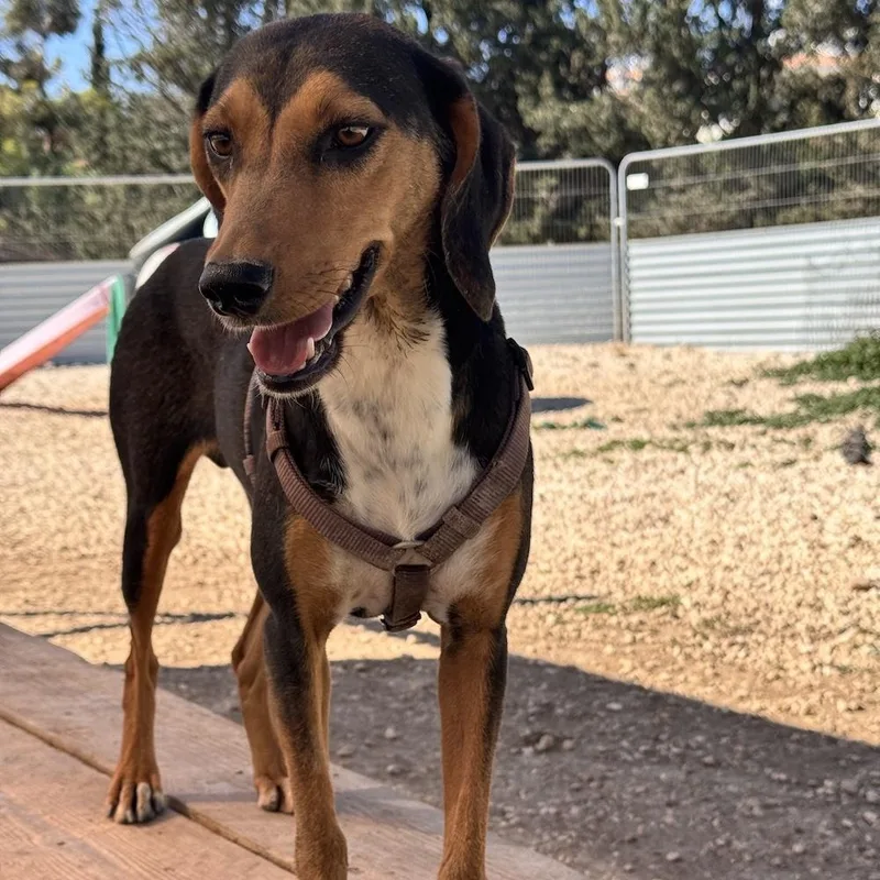 A young medium-sized female Bicolor Dachshund dog named Adel for adoption in Morristown, NJ