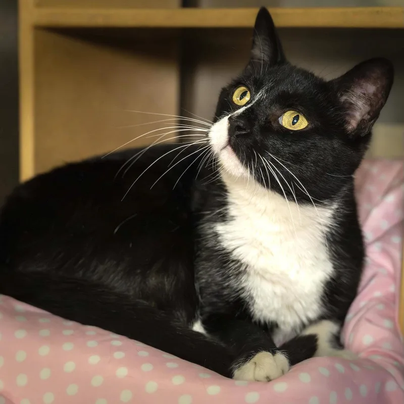 A young medium-sized female Domestic Short Hair cat named Roman for adoption in Wilmington, NC