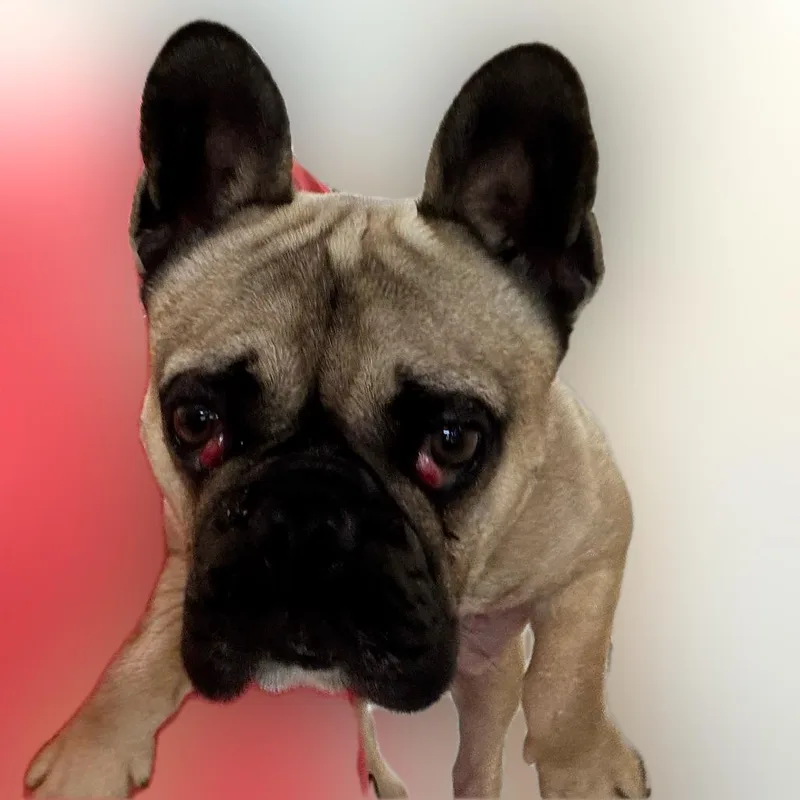 Frankie
