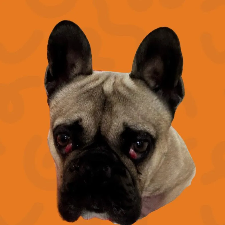 Frankie thumbnail 2