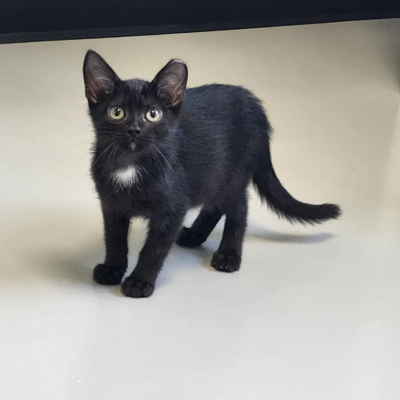 A baby small-sized male Black Domestic Short Hair cat named Harrison for adoption in Ponca City, OK