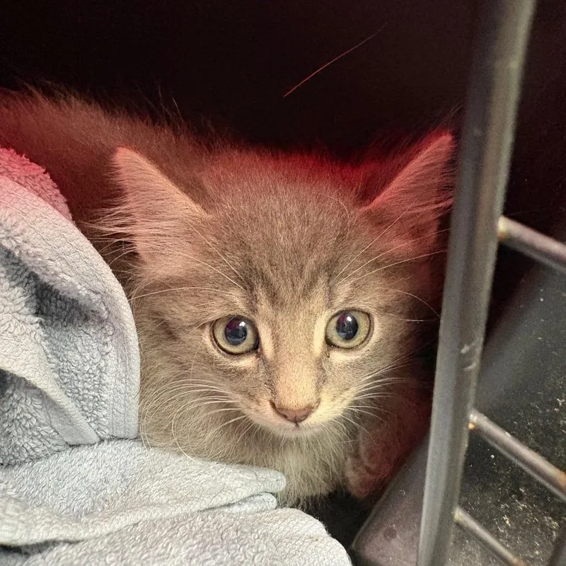 A baby small-sized male Gray / Blue / Silver Domestic Long Hair cat named Wolfie for adoption in DeKalb, IL