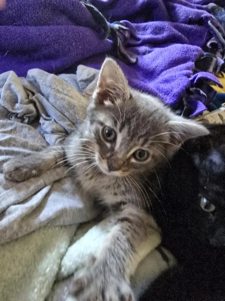 A baby medium-sized female Gray / Blue / Silver Domestic Short Hair cat named Fresca for adoption in Clinton Township, MI