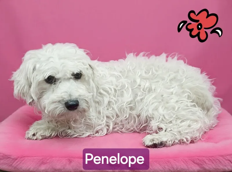 Penelope