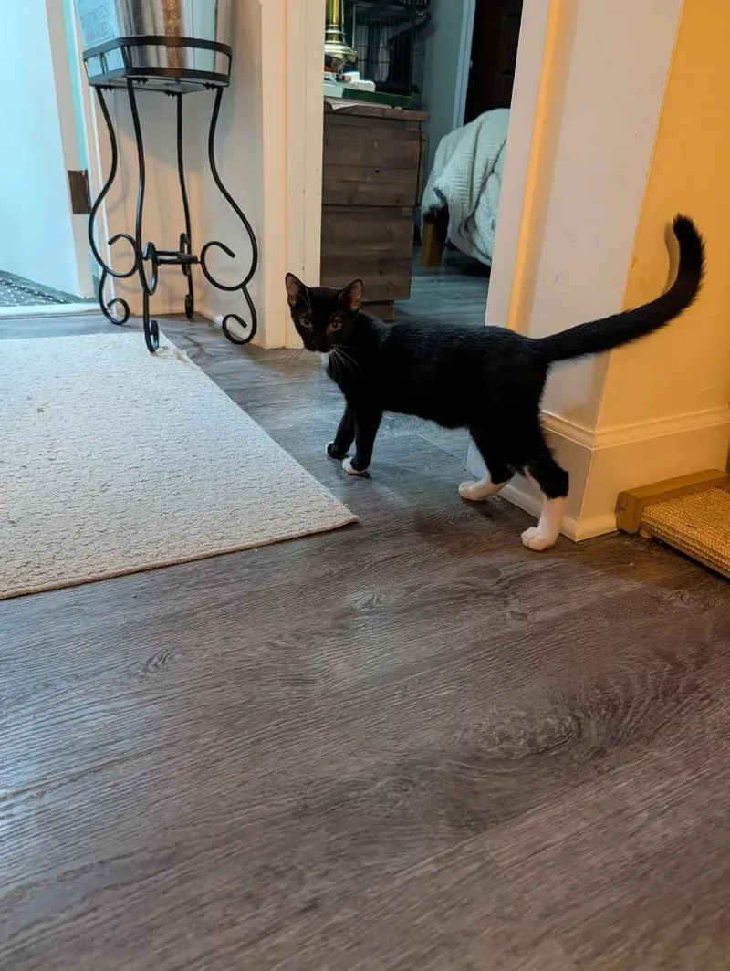 A baby small-sized female Black Domestic Short Hair cat named Santa Barbara & San for adoption in Weehawken, NJ