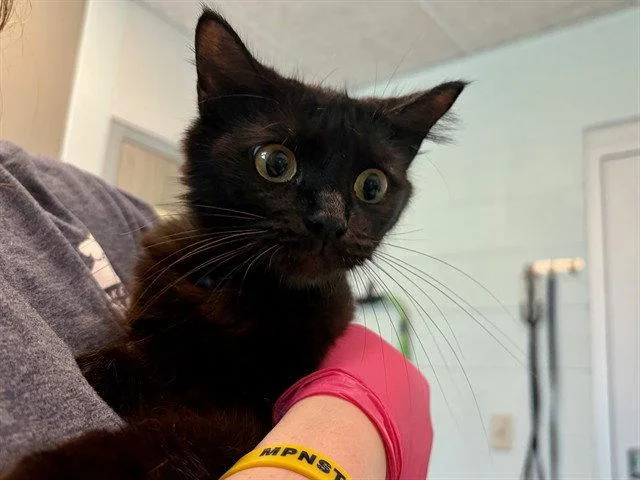 A young medium-sized female Domestic Medium Hair cat named Petunia for adoption in Tavares, FL