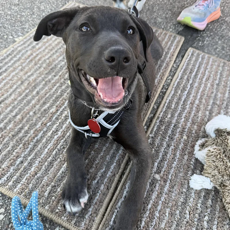 A baby medium-sized male Black Retriever dog named Cosmos for adoption in Prior Lake, MN
