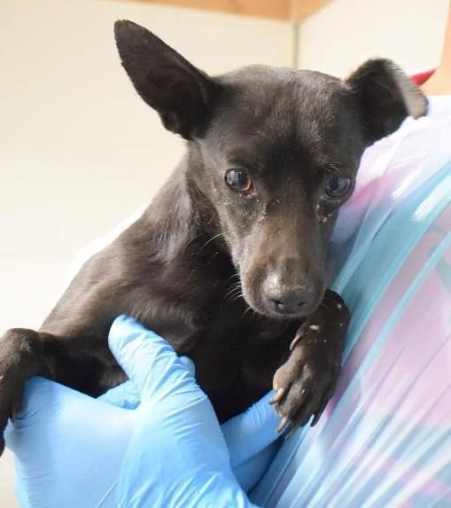 A young medium-sized male Chihuahua dog named Johnny for adoption in Pahrump, NV