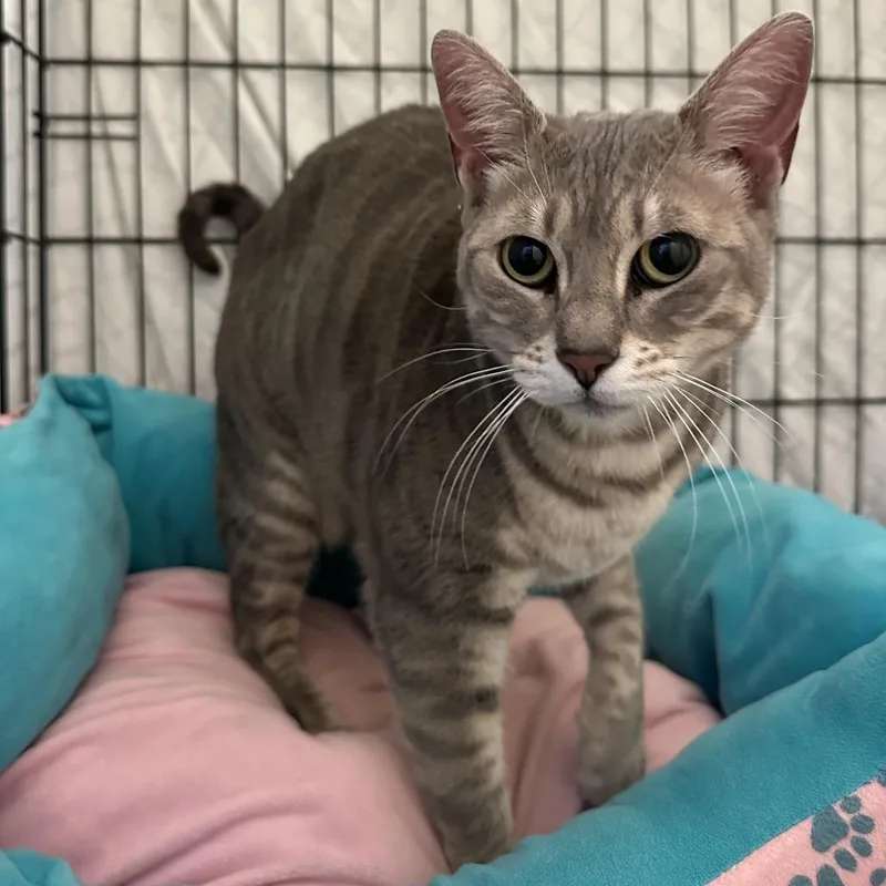 An adult large-sized female Domestic Short Hair cat named Fig for adoption in Pacific Grove, CA