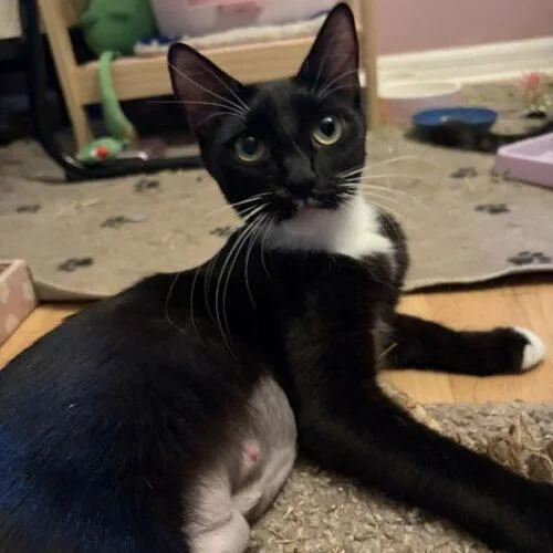 A baby small-sized female Domestic Short Hair cat named Andy for adoption in Tampa, FL