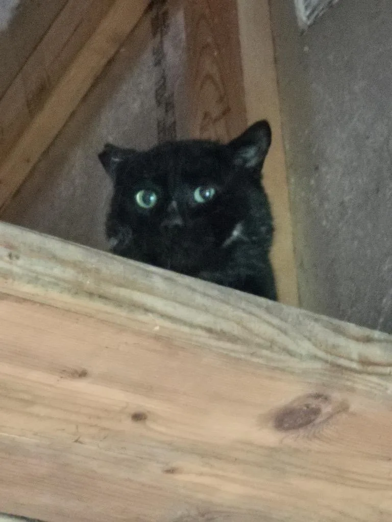 An adult medium-sized male Domestic Short Hair cat named Panther for adoption in Cambridge, MD