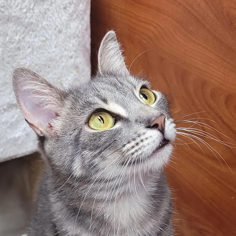 A young small-sized female Gray & White Domestic Short Hair cat named Ramona the Biscuit Maker for adoption in Bronx, NY