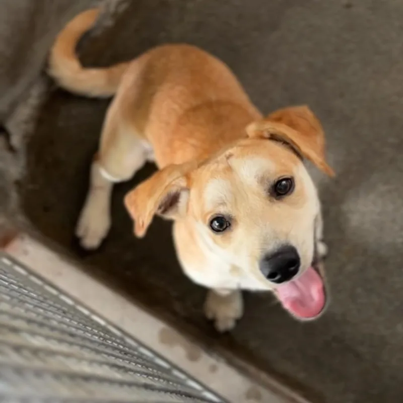 A young small-sized male Mixed Breed dog named Wyatt A for adoption in Mission Hills, CA