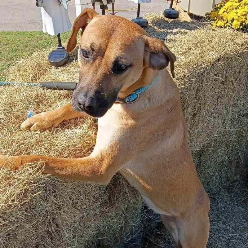 A young medium-sized female Boxer dog named Katie D for adoption in Corsicana, TX