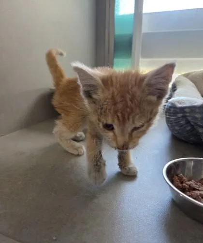 A baby small-sized male Domestic Short Hair cat named Nugget for adoption in Edgewood, NM
