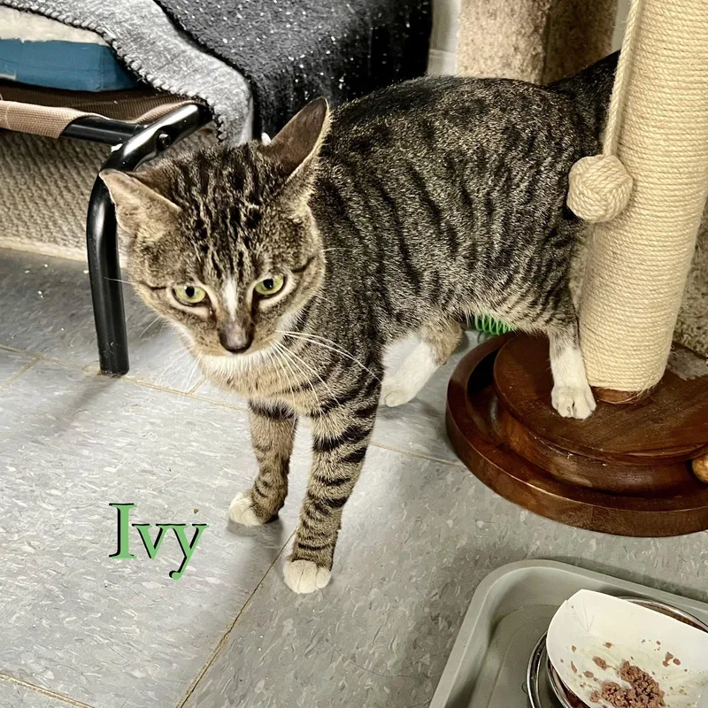 A young medium-sized female Domestic Short Hair cat named Ivy for adoption in Spring Lake, NJ