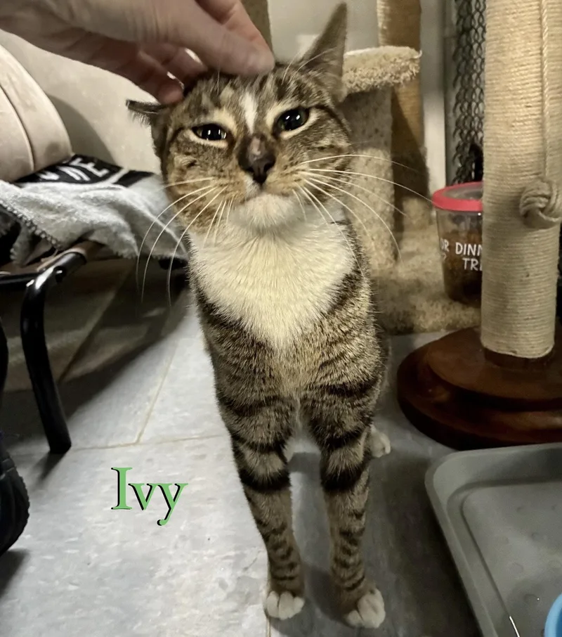 Ivy thumbnail 3