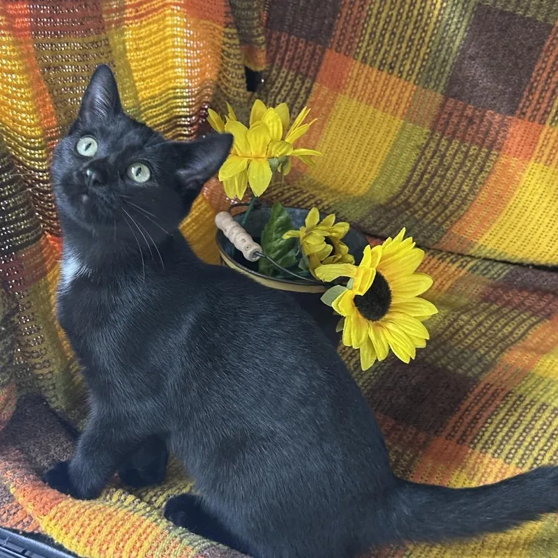 A baby small-sized male Bombay cat named Boo! for adoption in Mount Vernon, IL