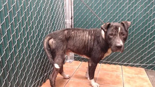 An adult medium-sized male Pit Bull Terrier dog named Ralph for adoption in Downey, CA