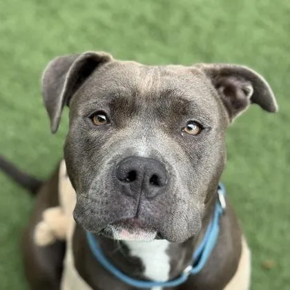 An adult medium-sized female Gray / Blue / Silver Pit Bull Terrier dog named Spoink for adoption in Sacramento, CA