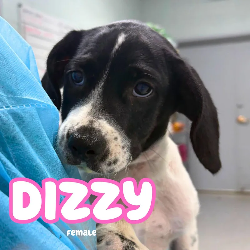 A baby medium-sized female Black Border Collie dog named Dizzy for adoption in Bardstown, KY