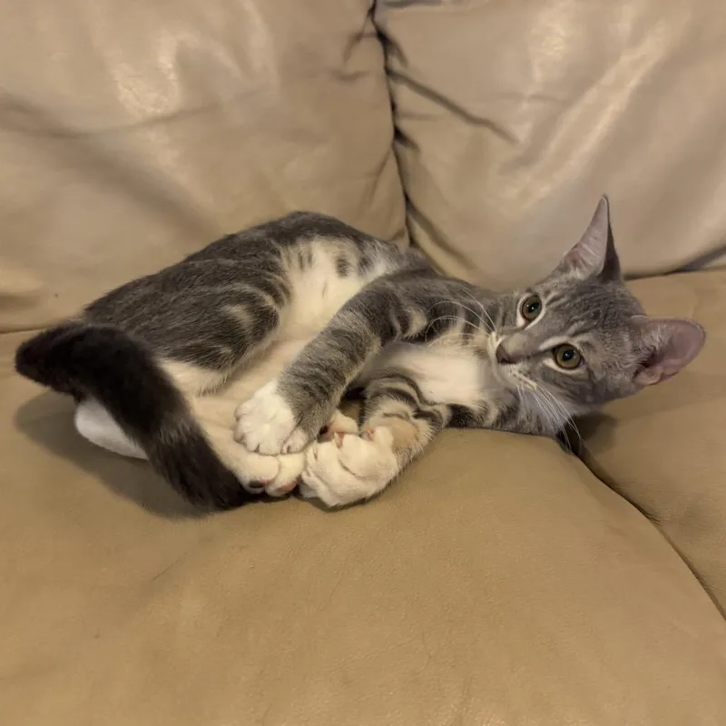 A baby small-sized male Domestic Short Hair cat named Zach for adoption in Edinburg, TX
