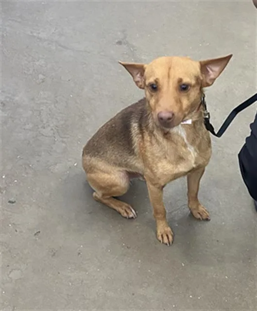 An adult medium-sized male Mixed Breed dog named Coco for adoption in Dallas, TX