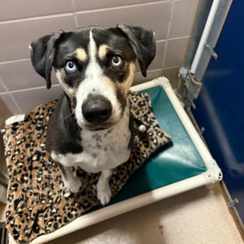 An adult large-sized female Black Mixed Breed dog named Jujube for adoption in Waukesha, WI