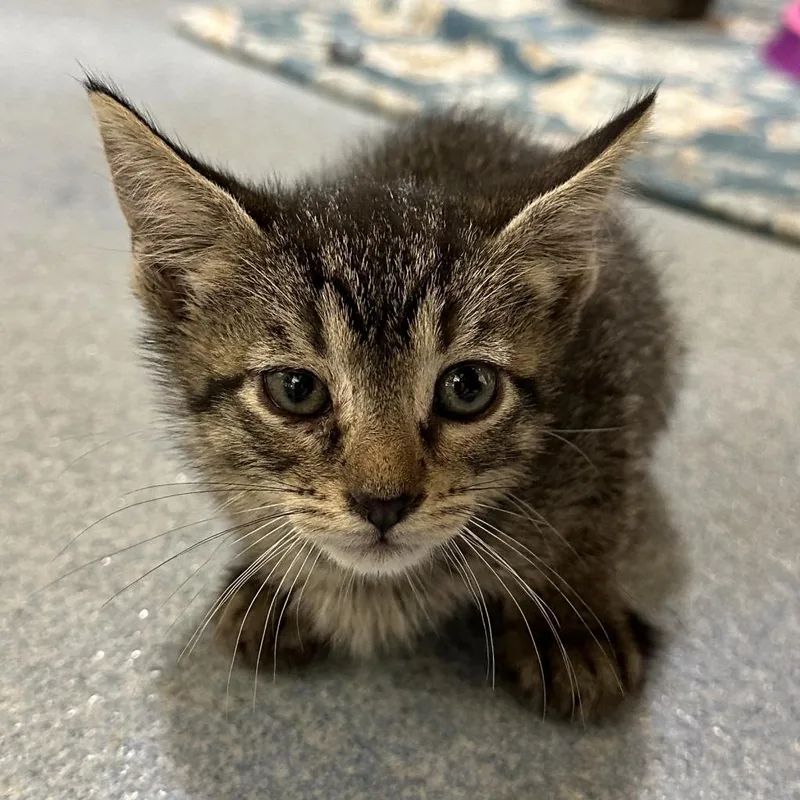 An adult small-sized female Gray / Blue / Silver Domestic Short Hair cat named Kylie for adoption in Edinburg, TX