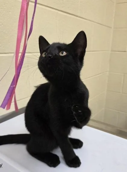 A baby small-sized female Domestic Short Hair cat named Bonita for adoption in Westland, MI