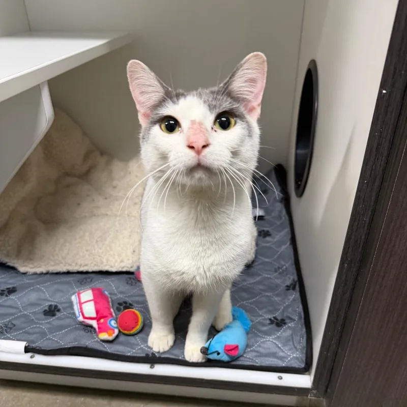 An adult medium-sized male Domestic Short Hair cat named Crockpot for adoption in Waynesville, NC
