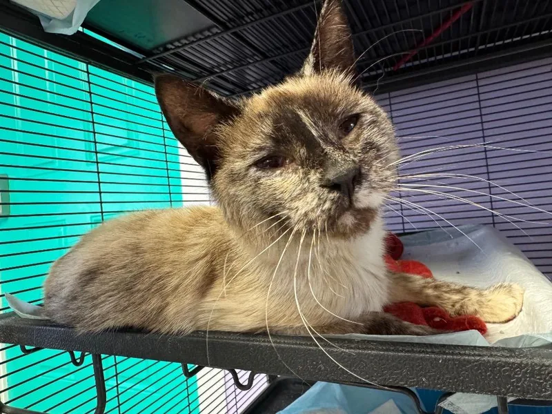 A young medium-sized female Siamese cat named Freckles for adoption in Johnson City, TN