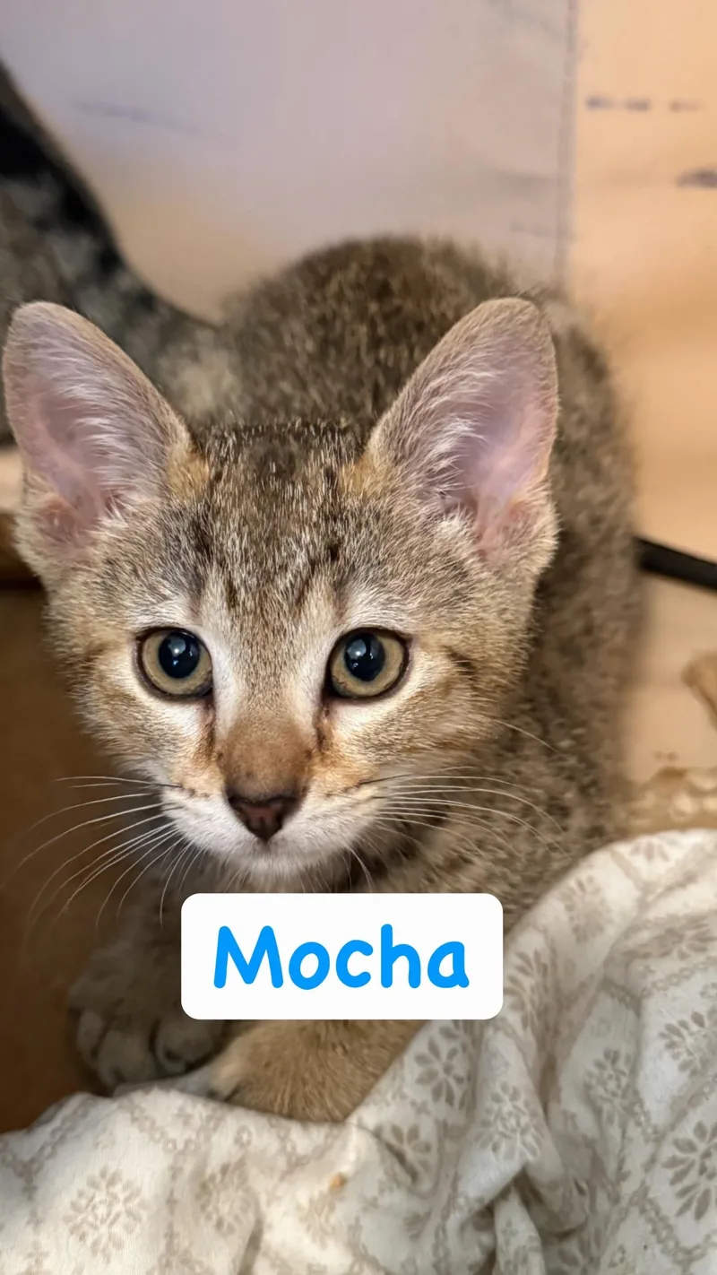 A baby small-sized male Tabby (Brown / Chocolate) Domestic Short Hair cat named Mocha for adoption in Syosset, NY