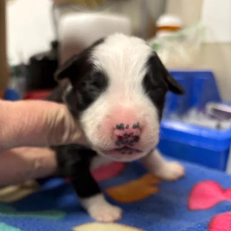 A baby small-sized male Black Border Collie dog named Landon for adoption in Yuma, AZ