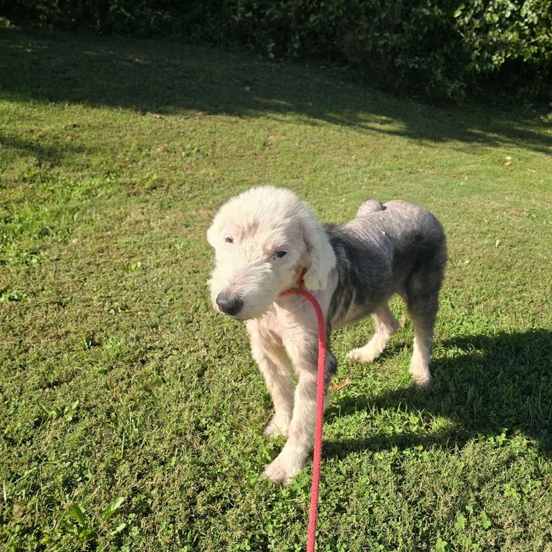 A senior medium-sized male Old English Sheepdog dog named Milo for adoption in Mount Carmel, IL