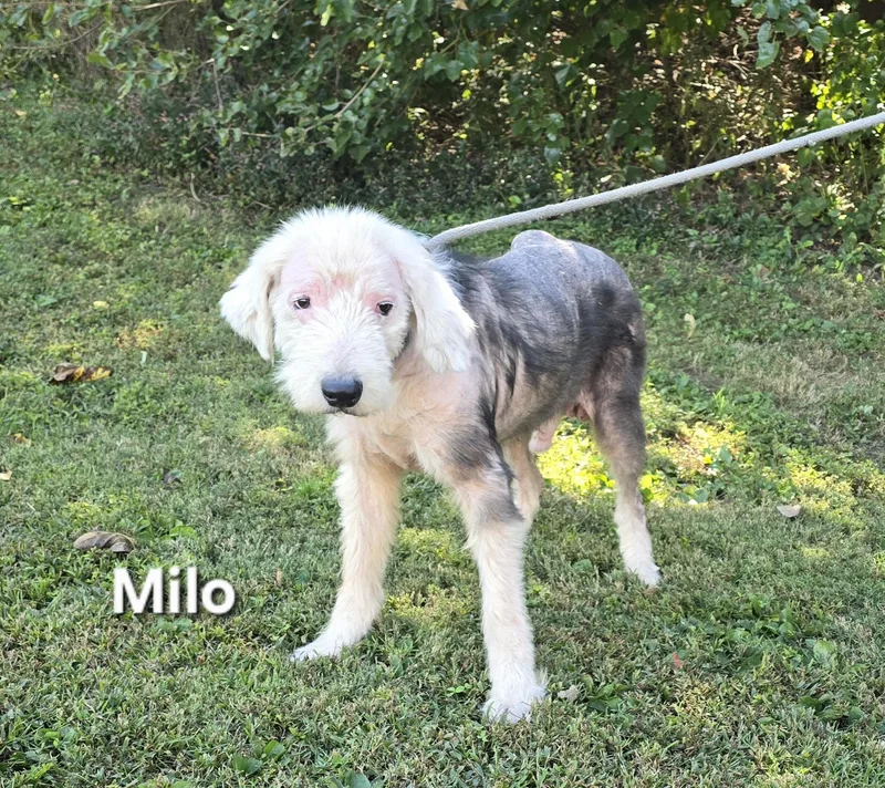 Milo thumbnail 2
