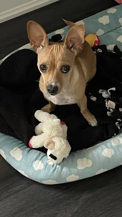 A young small-sized female Mixed Breed dog named Vianey Arana for adoption in Pleasanton, CA